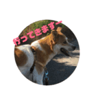 可愛いワンコ3（個別スタンプ：11）