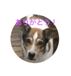 可愛いワンコ3（個別スタンプ：13）
