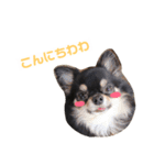 2わん1にょろ（個別スタンプ：1）