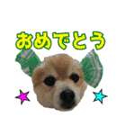 愛犬スタンプ〜かぶりものver.①〜（個別スタンプ：14）