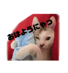 愛猫さつき（個別スタンプ：1）