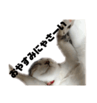 愛猫さつき（個別スタンプ：2）