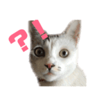 愛猫さつき（個別スタンプ：3）