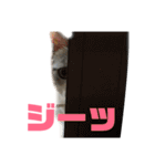 愛猫さつき（個別スタンプ：4）