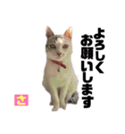 愛猫さつき（個別スタンプ：5）