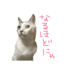 愛猫さつき（個別スタンプ：8）