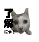 愛猫さつき（個別スタンプ：9）