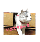 愛猫さつき（個別スタンプ：10）