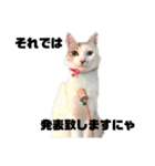 愛猫さつき（個別スタンプ：11）