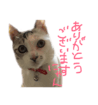 愛猫さつき（個別スタンプ：12）