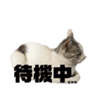愛猫さつき（個別スタンプ：13）