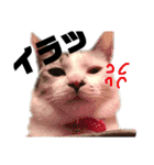 愛猫さつき（個別スタンプ：14）
