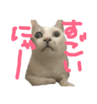 愛猫さつき（個別スタンプ：15）