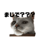 愛猫さつき（個別スタンプ：16）