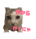 愛猫さつき（個別スタンプ：17）