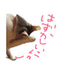 愛猫さつき（個別スタンプ：18）