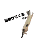 愛猫さつき（個別スタンプ：20）