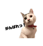 愛猫さつき（個別スタンプ：21）