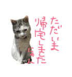 愛猫さつき（個別スタンプ：22）