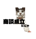 愛猫さつき（個別スタンプ：23）