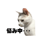 愛猫さつき（個別スタンプ：24）