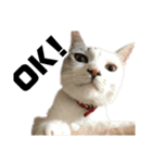 愛猫さつき（個別スタンプ：25）