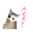 愛猫さつき（個別スタンプ：26）