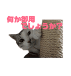 愛猫さつき（個別スタンプ：27）