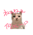 愛猫さつき（個別スタンプ：29）