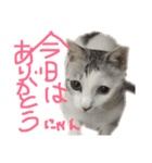 愛猫さつき（個別スタンプ：31）