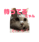 愛猫さつき（個別スタンプ：32）
