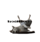 愛猫さつき（個別スタンプ：35）