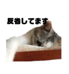 愛猫さつき（個別スタンプ：36）
