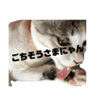 愛猫さつき（個別スタンプ：37）