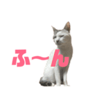 愛猫さつき（個別スタンプ：38）
