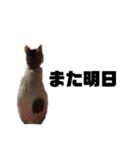愛猫さつき（個別スタンプ：39）