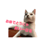 愛猫さつき（個別スタンプ：40）
