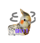 おかめでーす（個別スタンプ：8）