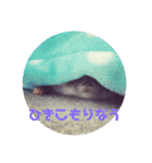 コタと日常会話（個別スタンプ：1）