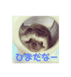コタと日常会話（個別スタンプ：7）