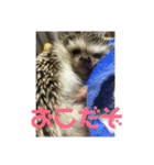 コタと日常会話（個別スタンプ：10）