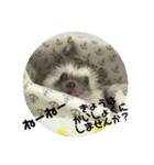コタと日常会話（個別スタンプ：11）