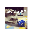 コタと日常会話（個別スタンプ：12）