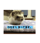 コタと日常会話（個別スタンプ：13）
