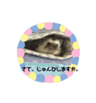 コタと日常会話（個別スタンプ：14）