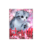 リアルにゃんこ （♥篇）（個別スタンプ：2）