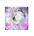 リアルにゃんこ （♥篇）（個別スタンプ：4）