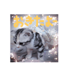 リアルにゃんこ （♥篇）（個別スタンプ：5）