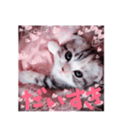 リアルにゃんこ （♥篇）（個別スタンプ：6）