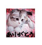 リアルにゃんこ （♥篇）（個別スタンプ：7）